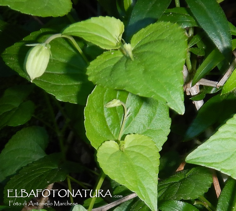 Viola da identificare:  viola reichebachiana ?  S� !